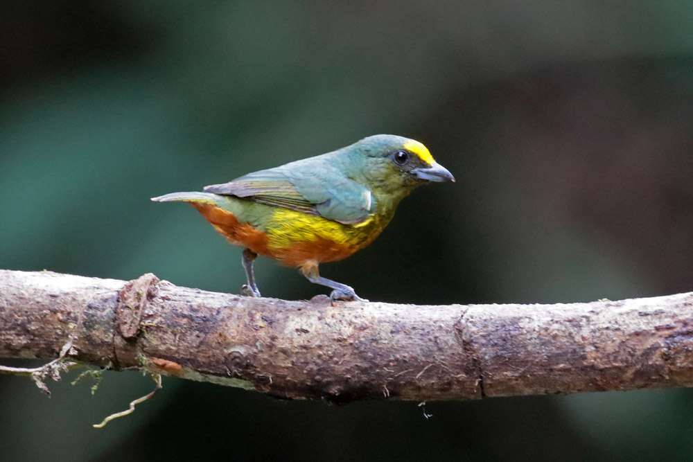 Olive-backed Euphonia